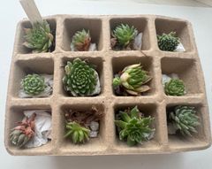 センペルビウム12種類セット①