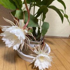 月下美人、富士の雪