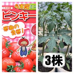 苗の専門店‼️ミニトマト苗‼️ピンキー3株‼️薄皮で甘いトマト
