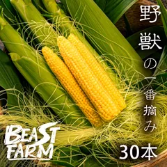 6/13発送　訳ありヤングコーン 楽天市場】訳あり ヤングコーン 45〜55本 3.5kg以上 チルド便