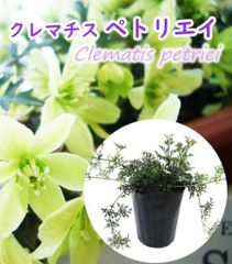 常クレマチス苗・苗木　ペトリエイ　★ポット発送(抜き苗致しません) ★大きいものから発送！　★1ポットのお値段　★数限定！　★鉢植え向き・花付き良い　寄せ植えにも合います！　★花芽が沢山ついてます