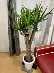徳島 引き取り ドラセナ コンパクタ 大型 観葉植物 - メルカリ