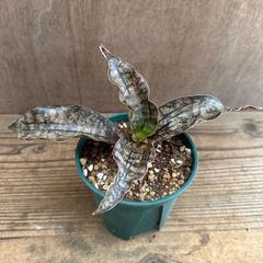 サンセベリア キルキーコパトーン ③ Sansevieria kirkii var pulchra‘Coppertone' サンスベリア 観葉植物 観葉 植物 珍奇植物 珍奇 珍しい レア 希少 インテリア プレゼント おしゃれ 空気清浄 ミニ グリーン 銅葉