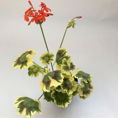 カラーリーフゼラニウム　世界図　天竺葵　　ガーデニング　花壇　葉　紅葉　希少品種