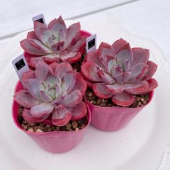 2025 New✨多肉植物　ソングフォーユー　韓国苗 2025 New✨多肉植物 ソングフォーユー 韓国苗 多肉植物 pariʚ