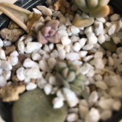 葉挿し　多肉植物白ボタン、秋麗、朧月