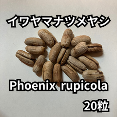 【種】20粒　Phoenix rupicola　イワヤマナツメヤシ