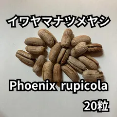 2025年最新】ナツメヤシ 苗の人気アイテム - メルカリ 2025年最新】ナツメヤシ 苗の人気アイテム - メルカリ