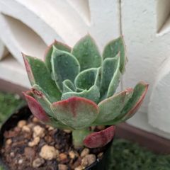 多肉植物エケベリア属グラウス