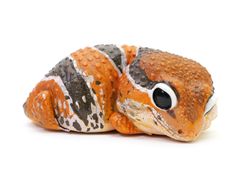 動物の惑星】MAX/PLUS/限定品