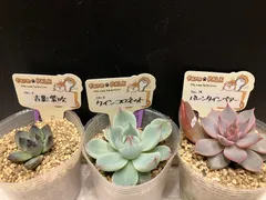 2025年最新】ファームパルクの人気アイテム - メルカリ