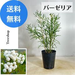 バーゼリア 【送料無料】 ネイティブフラワー 高さ0.4ｍ 幅0.3ｍ 15cmプラ鉢 常緑低木 切り花 ドライフラワー