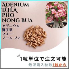【種子】アデニウム 獅子葉 PhoNongBua/セット割有 数量1粒から購入可
