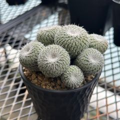 から厳選した サボテン サボテン