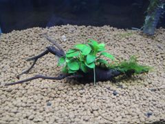 307．流木付き水草 アヌビアスナナプチ 南米ウィローモス