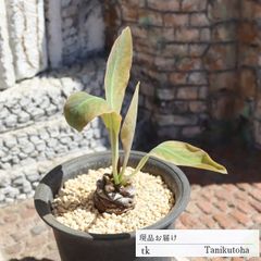 鉄甲丸 Sサイズ TK125 ユーフォルビア 7.5ｃｍポット おすすめ販売 写真の子をお届け 特定販売