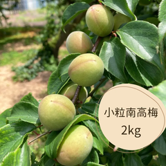 無農薬　青梅　小粒南高　2㎏ほど