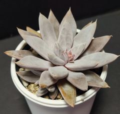 エケベリア 原種 トリマネンシス アロヨブランコ その2  Arroyo Blanco ケーレス実生苗 月曜or火曜日発送。