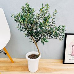 ［現品］44番　創樹　オリーブ　マンザニロ　7号　観葉植物　ベランダ　SOUJU  玄関　屋外　オリーブの木　T3