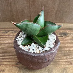 2025年最新】SYDNEY OPERA HOUSEの人気アイテム - メルカリ