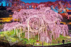 アクリル画　原画　「三春滝桜」額縁付　SMサイズ　風景画 アクリル画 原画 「三春滝桜」額縁付 SMサイズ 風景画