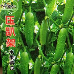 きゅうり　压趴架水果黄瓜　 種15粒 水果黄瓜
