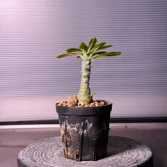 2024年8.2生まれ⭐️ドルステニアギガス実生⭐️めちゃ元気！極上美苗美品発根済 2025年最新】ドルステニア ギガスの人気アイテム - メルカリ