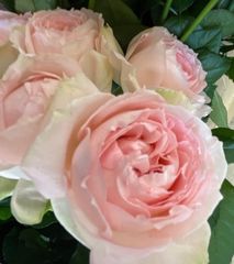 切り花 M1Z2K1R3 K1M4R4A5NN 大輪なうえに房咲性ティ系微香★挿し木苗