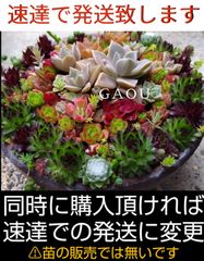 GAOU☆Shop - メルカリShops