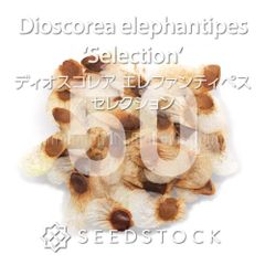 SEEDSTOCK - メルカリShops