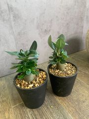 アデニウム　アラビカム　３号　塊根　塊根植物　コーデックス