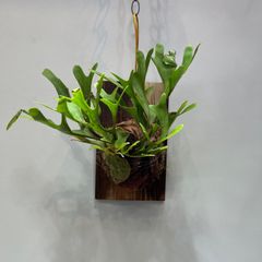 ビカクシダ　コウモリラン　リドレイ　ワイルド株　板付