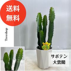 【観葉植物】大雲閣【送料無料】 多肉植物 ダイウンカク サボテン13.5cmプラ鉢 高さ0.45ｍ（鉢込み） 人気 おしゃれ インテリア 空気清浄