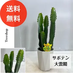 引取り限定】サボテン大雲閣180cm