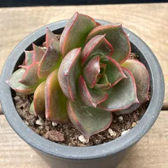 2025年最新】ロンギシマ 多肉の人気アイテム - メルカリ