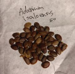 アデニア・イサロエンシス 種子50粒 Adenia isaloensis