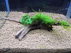 355．流木付き水草 アヌビアスナナプチ 南米ウィローモス
