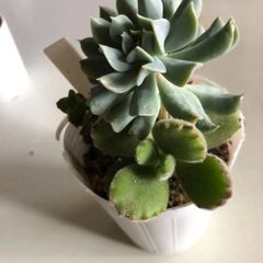 多肉植物　寄せ植え