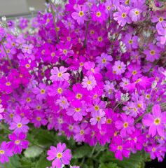 プリムラマラコイデス（サクラソウ）　種100粒　花の種