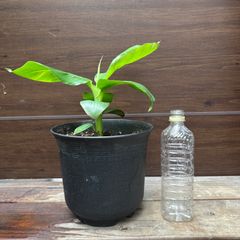 【現品】① ドワーフモンキーバナナ 7号 ②