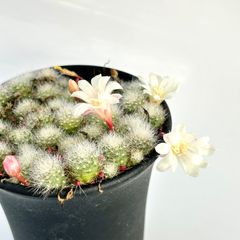 【多肉植物】サボテン・レブチア　白雪姫