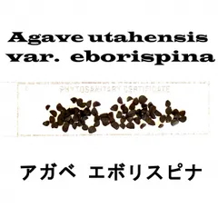ラスト出品(50粒)送料込み　検疫書付きアガベ ユタエンシス・エボリスピナ種子 アガベ：ユタエンシス エボリスピナ（発根済み） 6号22-01 の