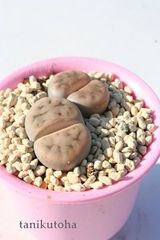 花紋玉 リトープス Mサイズ 5.5ｃｍポット Lithops karasmontana 多肉植物 多肉永遠
