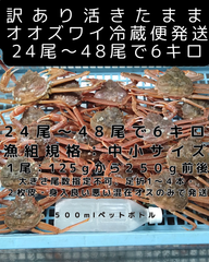 活きたまま冷蔵便　訳ありオオズワイ　オス　２４尾～４８尾で６キロ