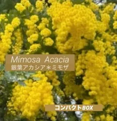 13 さち様❤︎専用　人気　フレッシュ　ミモザ　コンパクトBOX　2月中旬〜下旬頃発送　ふわふわ〜先端つぽみまで　ふわふわミモザイエロー　可愛い　銀葉アカシアミモザ