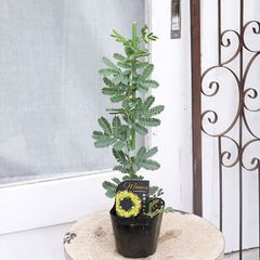 常緑苗木 銀葉アカシア ミモザ 3号 黄色い花 おしゃれ 花木 庭 植木 かわいい