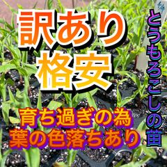 みわくのコーンゴールドラッシュ　野菜苗スイートコーン　とうもろこし　野菜　トウモロコシ