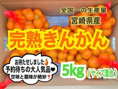 【本来の輝き】完熟❣️露地きんかん5kg/金柑　キンカン　国産レモン　みかん