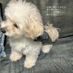 【warmeオリジナル】DENIM DOG APRON 【HillMeJEAN+ﾘﾒｲｸ】デニムドッグエプロン/MADE IN JAPAN