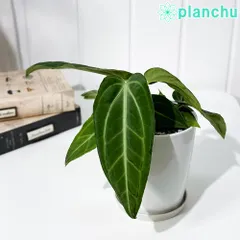 anthurium pulverulentum アンスリウム原種　養生済 anthurium pulverulentum アンスリウム原種 養生済 - メルカリ